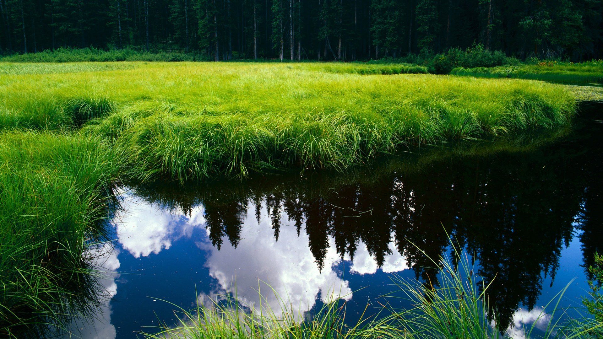 跳水组合波兰展现团队默契,波兰跳高运动员